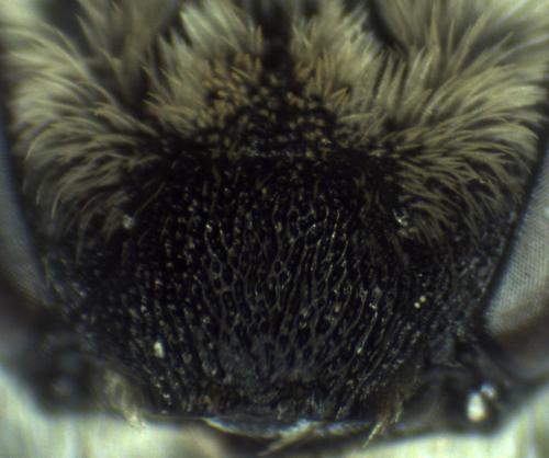 Réf. 297 477 : Colletes similis